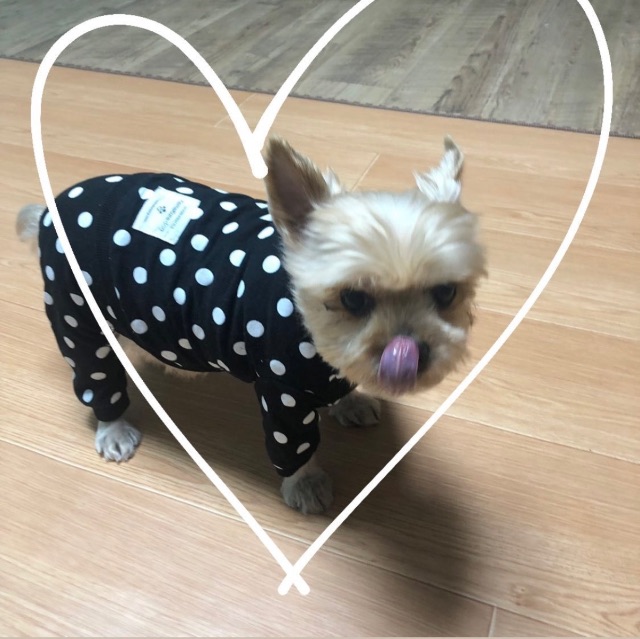 또또🐶의 추모 사진