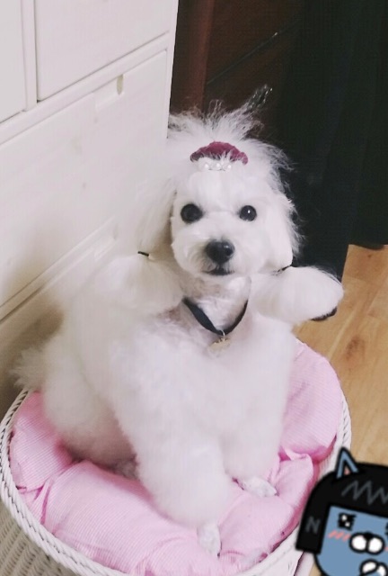 양양이❤️의 추모 사진