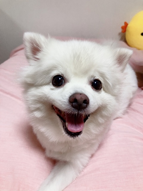 꽁지❤의 추모 사진
