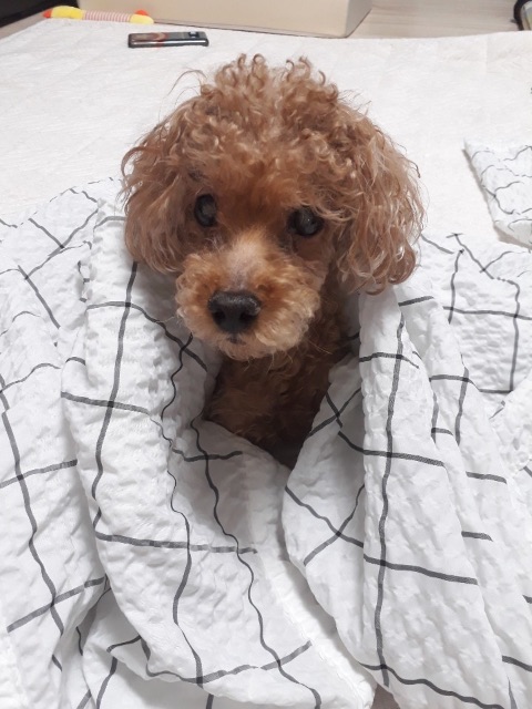 얌마의 추모 사진
