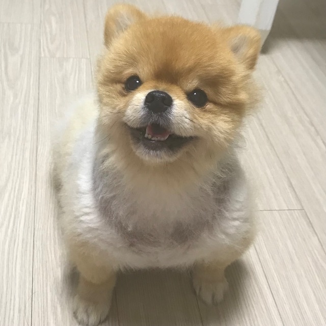 시루의 추모 사진
