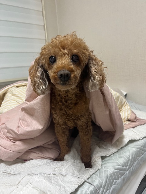 초코의 추모 사진