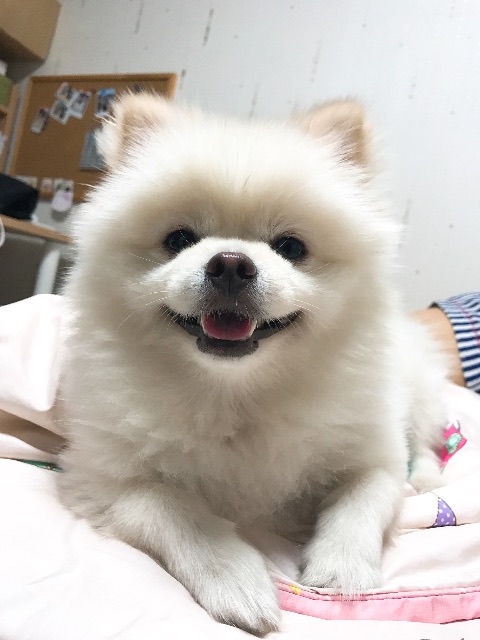 코코의 추모 사진