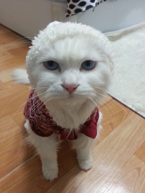 윤이의 추모 사진