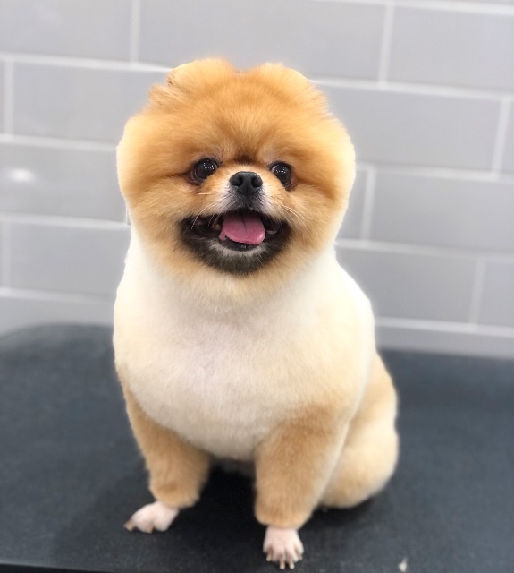 커피의 추모 사진
