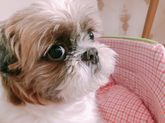 임초코의 추모 사진