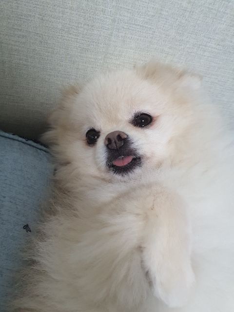 이둥의 추모 사진