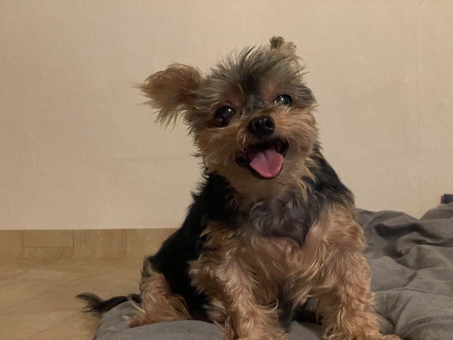 꾸꾸의 추모 사진