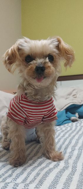 은별이의 추모 사진
