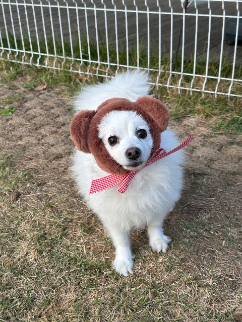 구름의 추모 사진