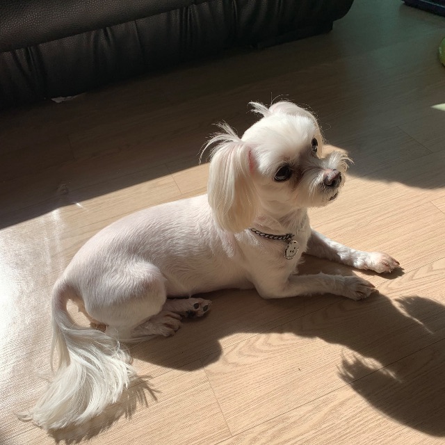 배단지의 추모 사진