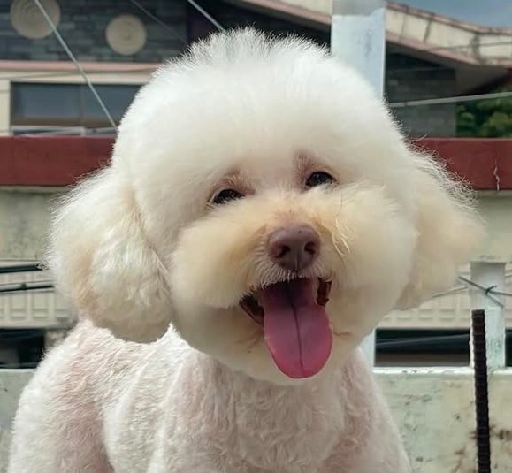 소이의 추모 사진