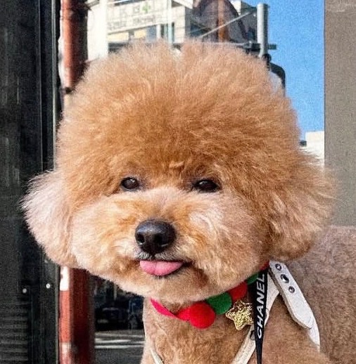 라떼의 추모 사진
