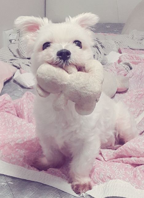 꼬맹이의 추모 사진