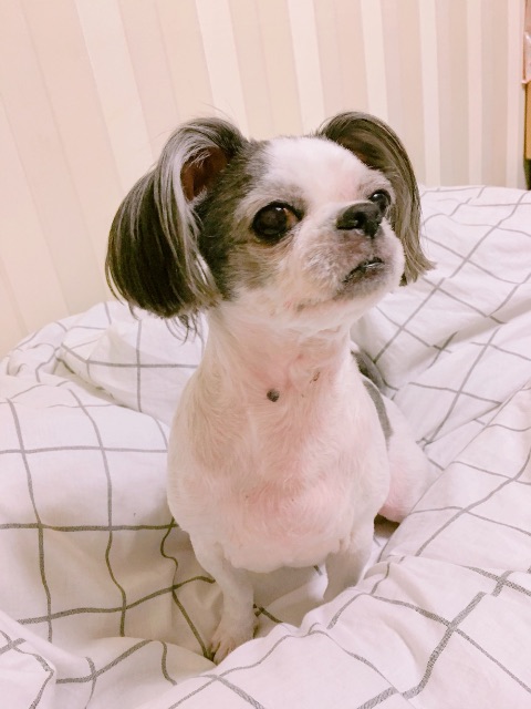 콩이의 추모 사진