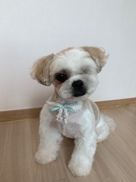 도치의 추모 사진