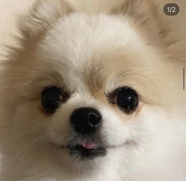 네티의 추모 사진