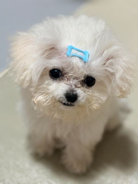 배추의 추모 사진