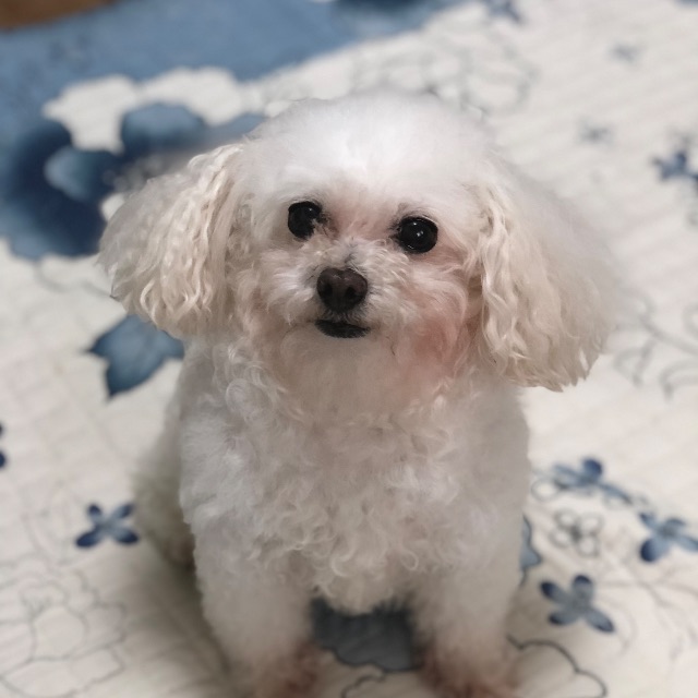 사랑이🤍의 추모 사진
