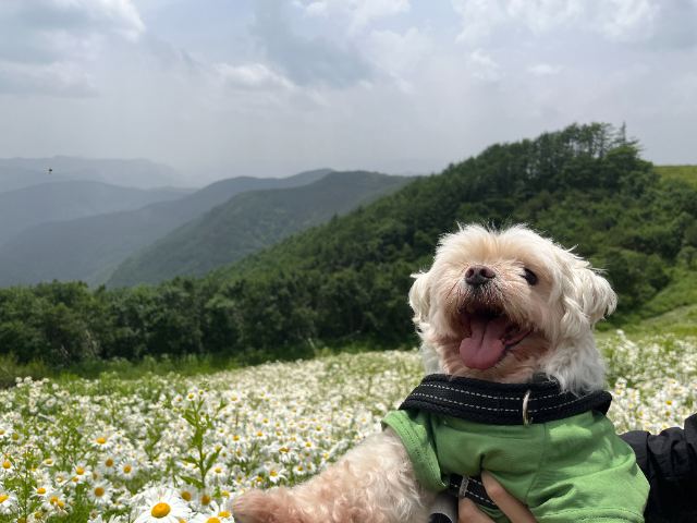 똘이의 추모 사진