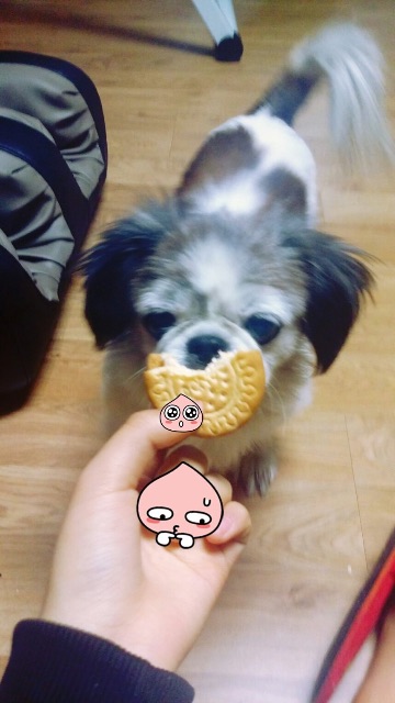 써니의 추모 사진
