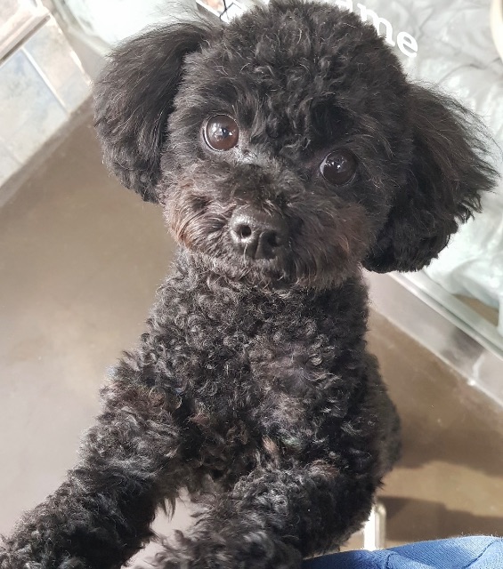 로이의 추모 사진