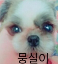 뭉실이의 추모 사진