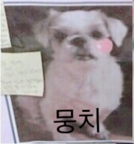 뭉치의 추모 사진