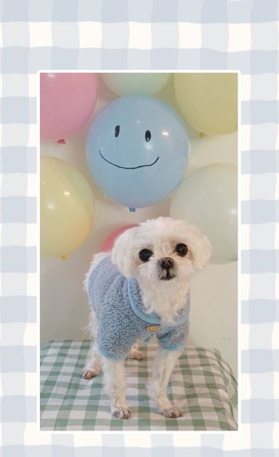 몽실❤️의 추모 사진