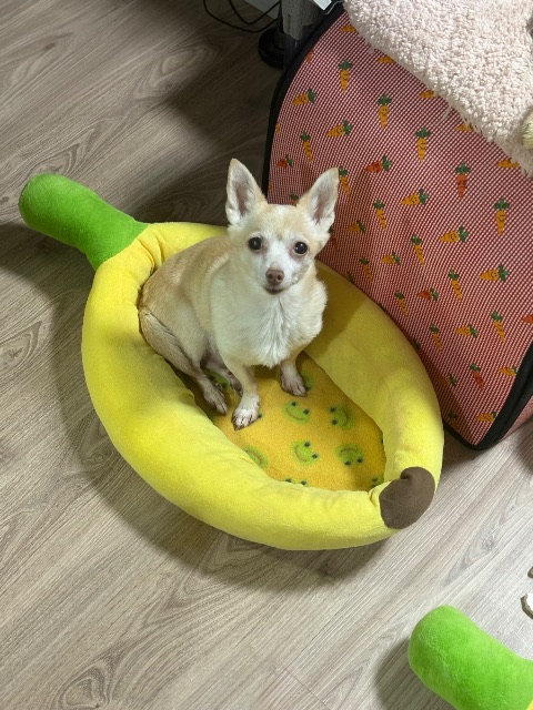콩이의 추모 사진