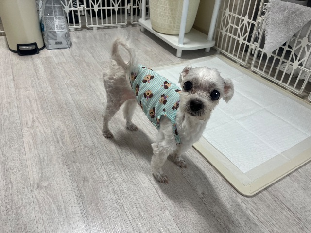 산타의 추모 사진