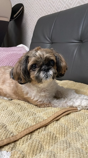안몽희의 추모 사진