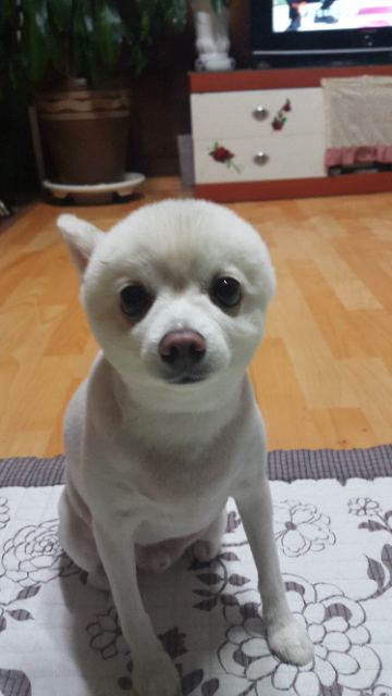솜의 추모 사진