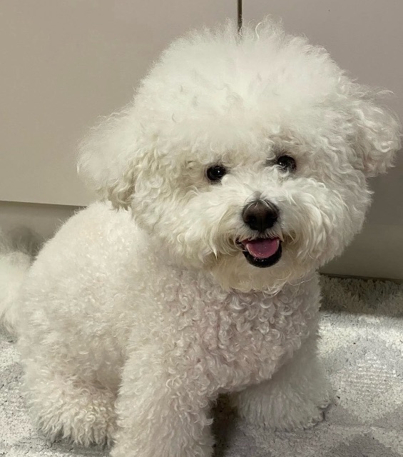 하니의 추모 사진