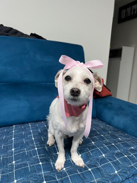 만두의 추모 사진