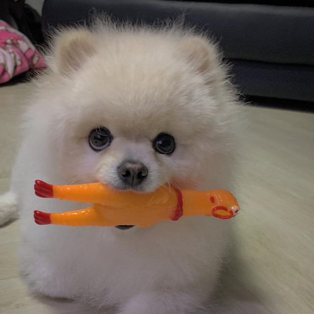레오의 추모 사진