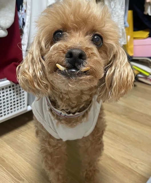 루지의 추모 사진