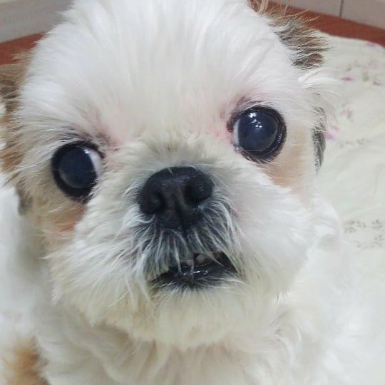 아롱이의 추모 사진