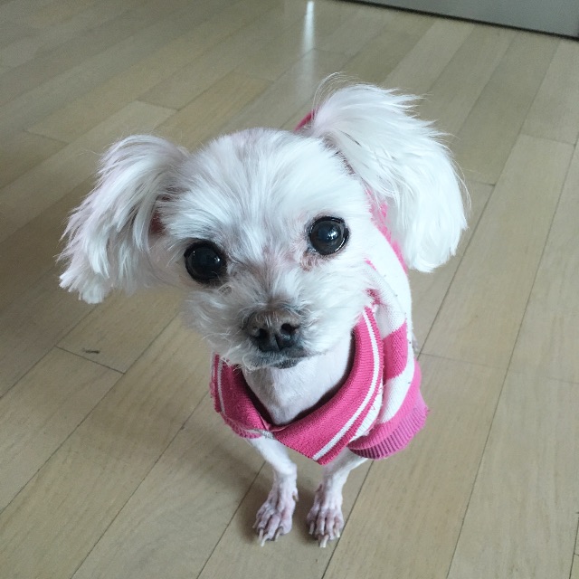 토리의 추모 사진