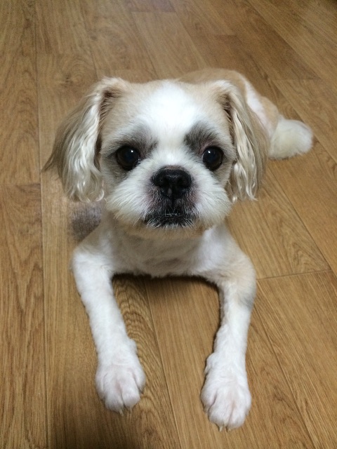통통이의 추모 사진