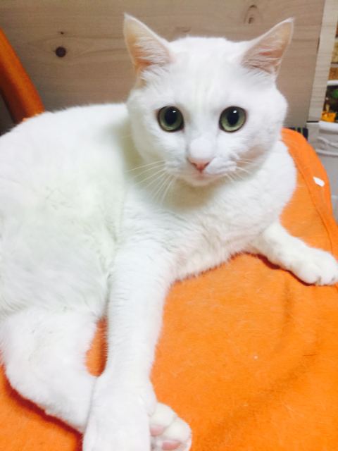 지지의 추모 사진