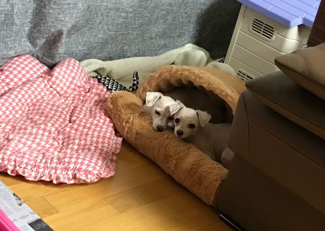다롱이의 추모 사진