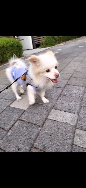 강낭이의 추모 사진