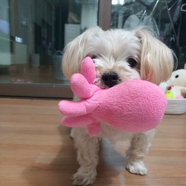 아순의 추모 사진