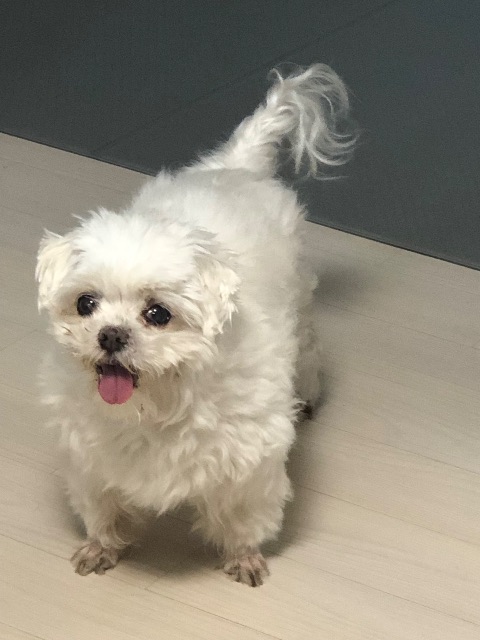 마니의 추모 사진