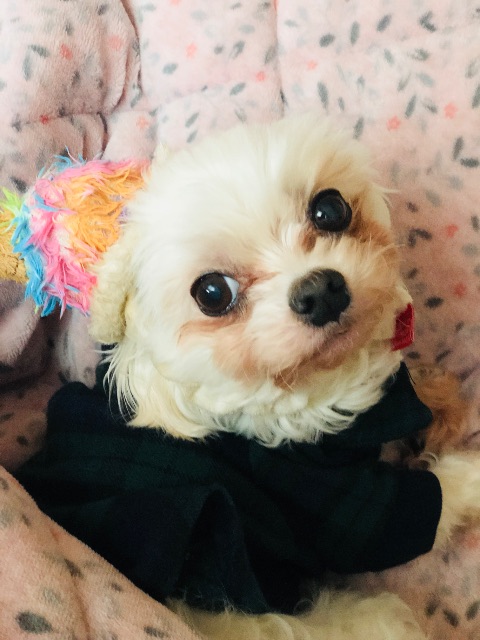 뿡뿡이의 추모 사진