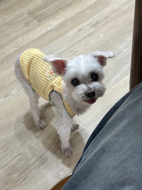 사랑이의 추모 사진