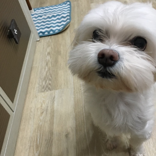 몽이의 추모 사진