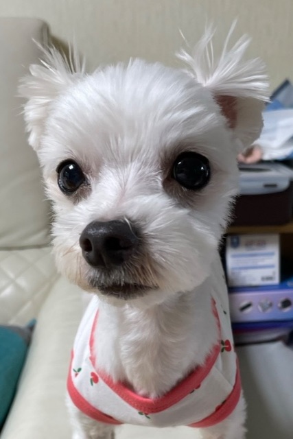 봄이의 추모 사진