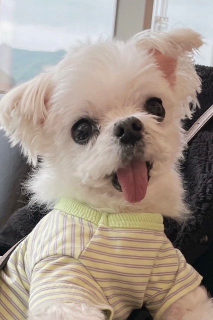 가을이의 추모 사진